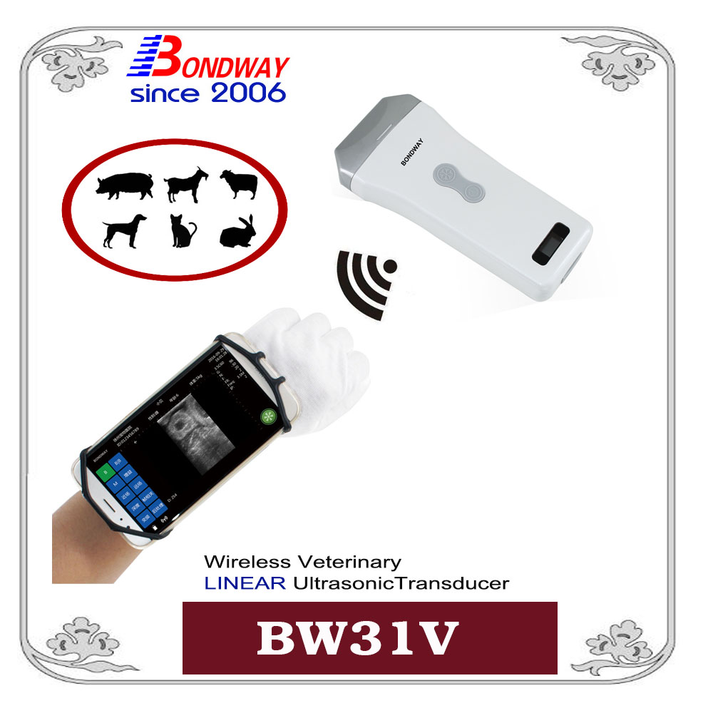 BW31W Wireless veterinary linear ultrasonic transducer, vet ultrasound scanner, veterinary ultrasound scan machine