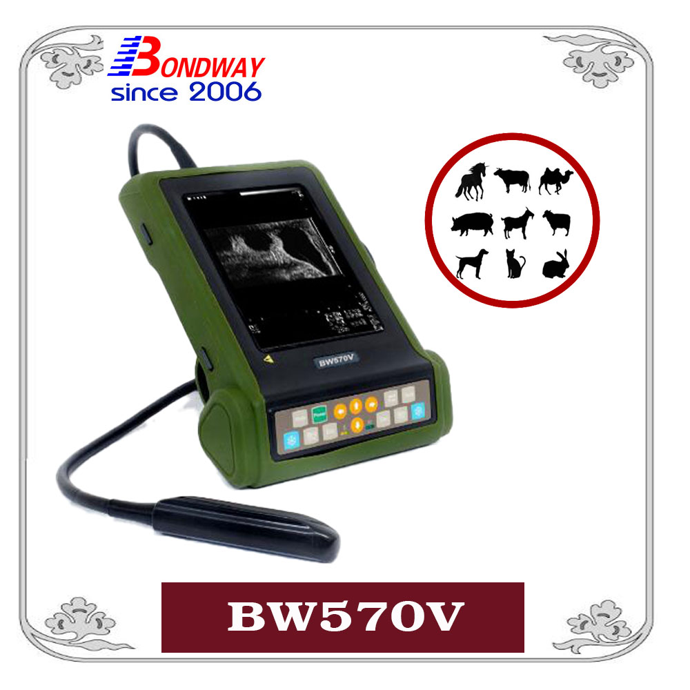 BW570V Digital Vet Ultrasound scanner for equine, bovine, cattle, llama