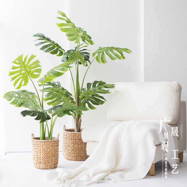 3-8 Ft Fiddle Leaf Fig Ficus Lyrata And Traveler Palm Banana Featured